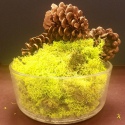 Secret Live Moss Sunflower Yellow - Live Moss portion 5g